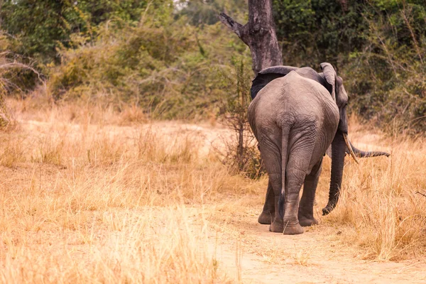 Wild african elephant — Stock Photo, Image