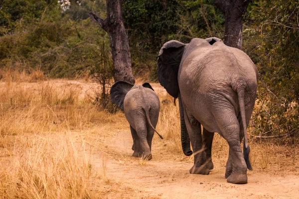 Wild african elephant — Stock Photo, Image