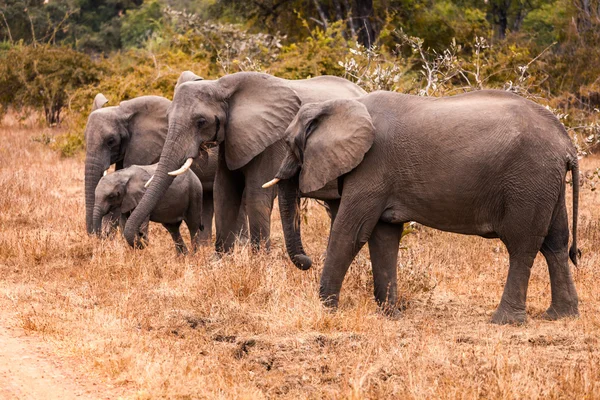 Wild african elephant — Stock Photo, Image