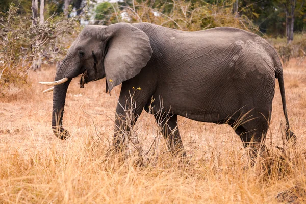 Elefante salvaje africano — Foto de Stock