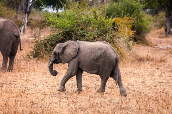 Elefante salvaje africano — Foto de Stock