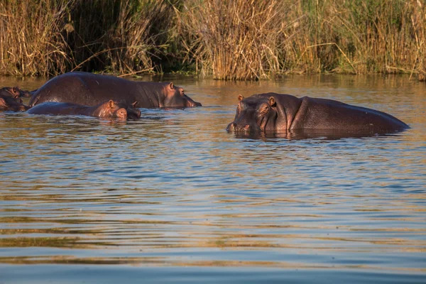 Hipopótamo salvaje — Foto de Stock