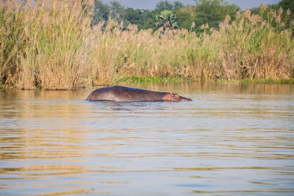 Dziki hipopotam — Zdjęcie stockowe