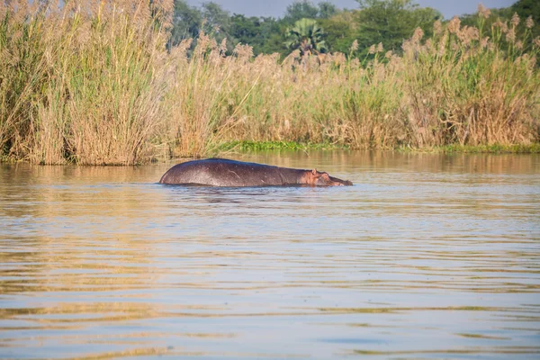 Wild nijlpaard — Stockfoto