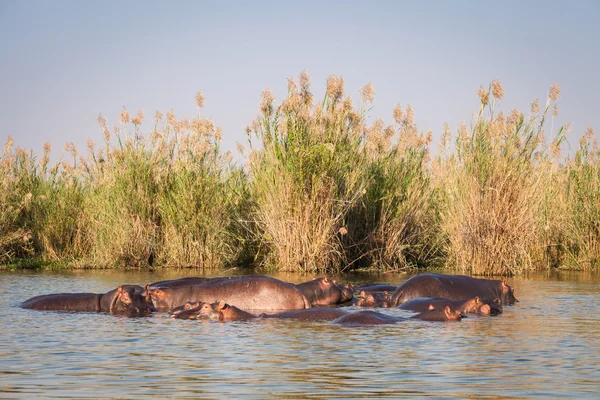 Wild nijlpaard — Stockfoto