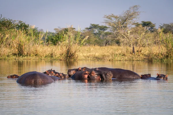 Wild nijlpaard — Stockfoto