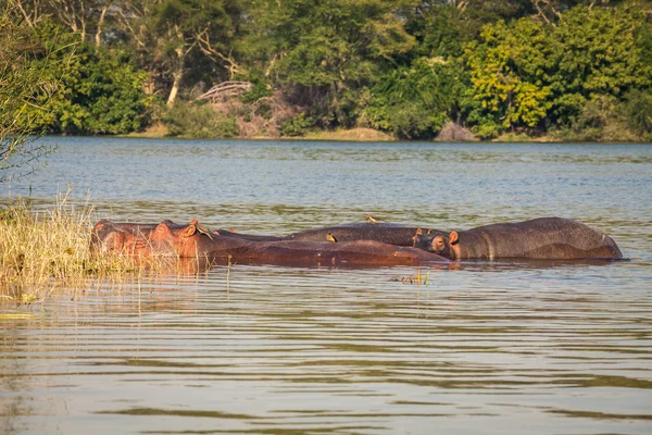 Dziki hipopotam — Zdjęcie stockowe