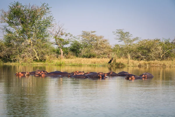 Wild nijlpaard — Stockfoto