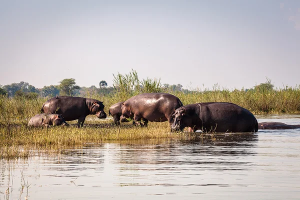 Wild nijlpaard — Stockfoto