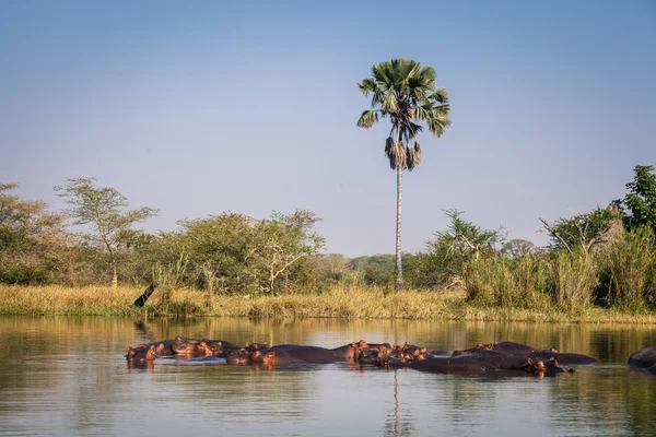 Wild nijlpaard — Stockfoto