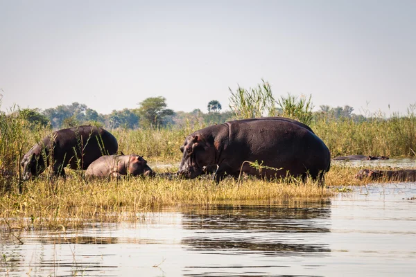 Wild nijlpaard — Stockfoto