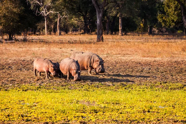 Wild Hippopotamus — Stock Photo, Image