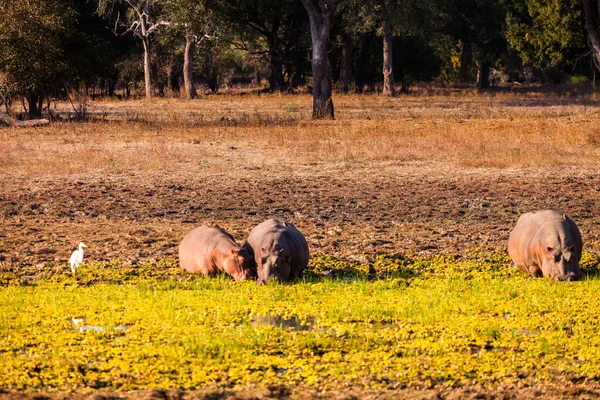 Wild Hippopotamus — Stock Photo, Image