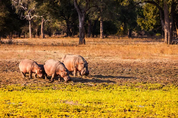 Wild nijlpaard — Stockfoto