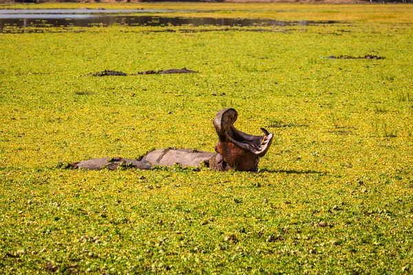 Ippopotamo selvatico — Foto Stock