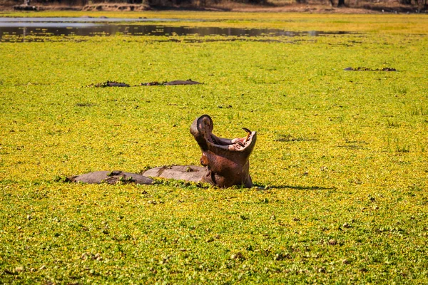 ป่า Hippopotamus — ภาพถ่ายสต็อก