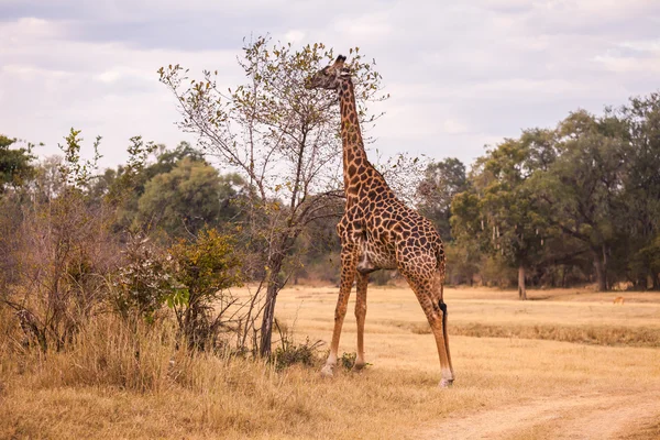 Wild giraffe — Stock Photo, Image