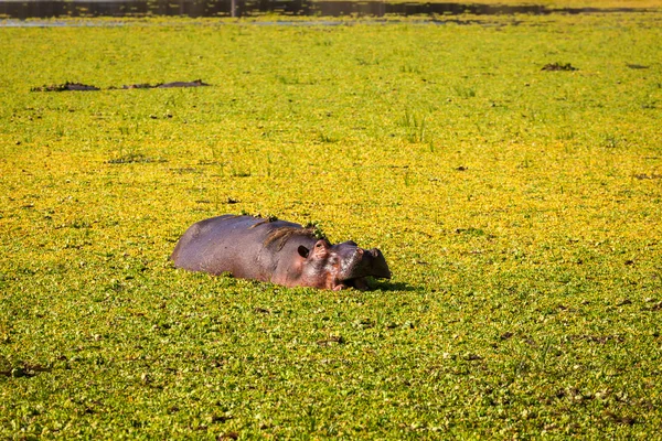 Hipopótamo selvagem — Fotografia de Stock