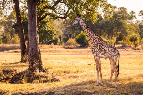 Дикі giraffe — стокове фото