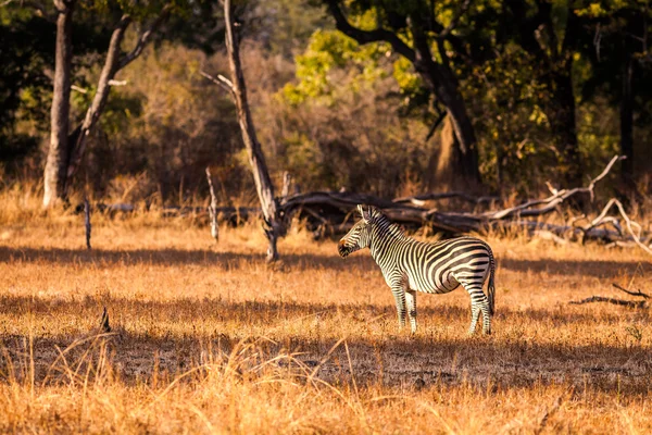 Vad zebra — Stock Fotó