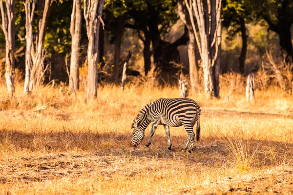 Zebra selvatica — Foto Stock