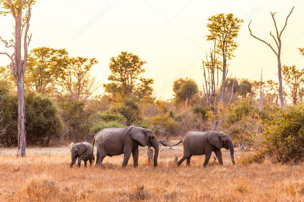 Wild african elephant