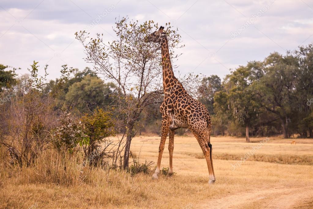 Wild giraffe 