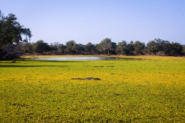Afrika peyzaj