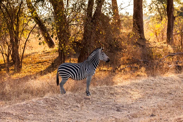 Wild zebra — Stockfoto