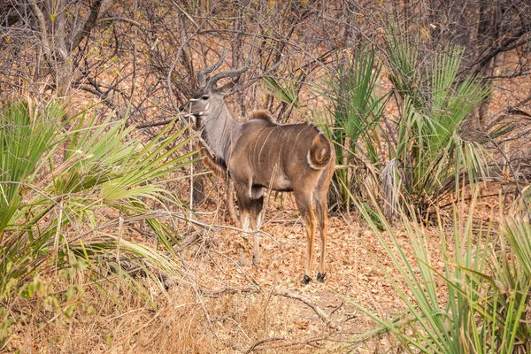 Divoká impala — Stock fotografie