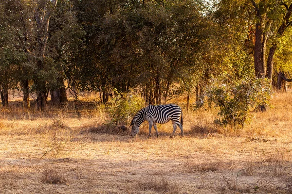 Zebra selvatica — Foto Stock