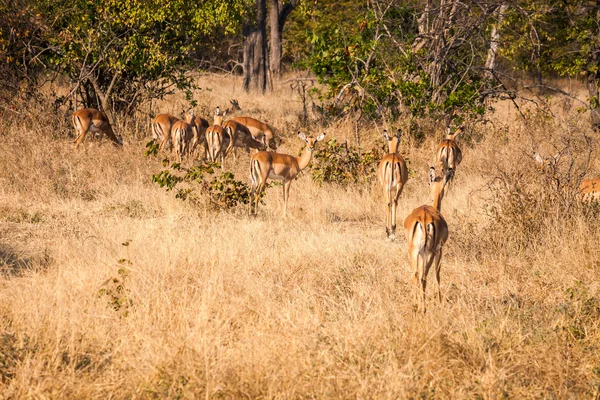 Divoká impala — Stock fotografie