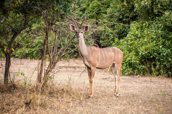 Wilde Impala — Stockfoto