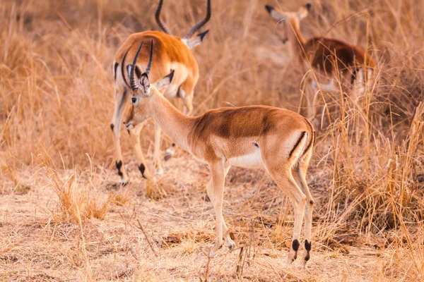 Dziki impala — Zdjęcie stockowe