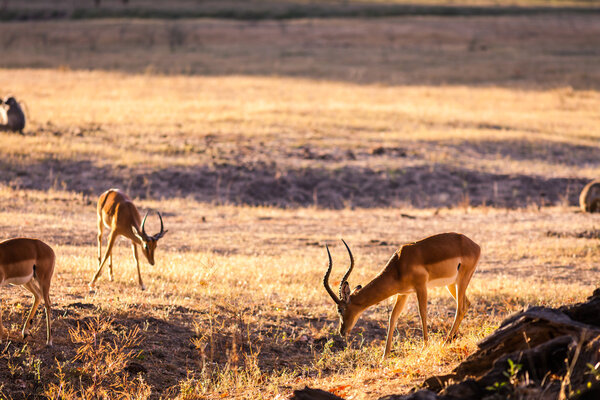 Wild impala in the african savannah