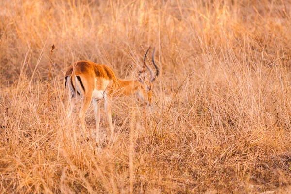 Divoká impala — Stock fotografie