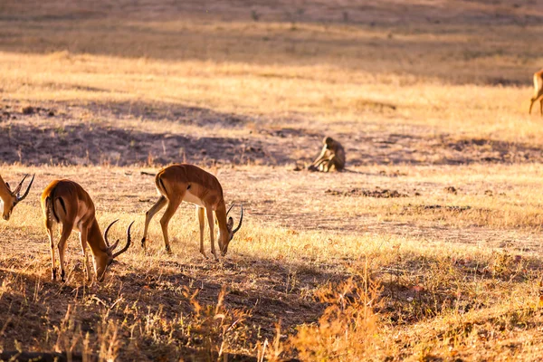 Dziki impala — Zdjęcie stockowe