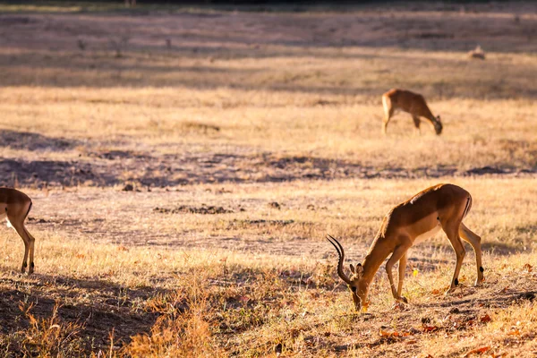 Wild impala — Stock Photo, Image