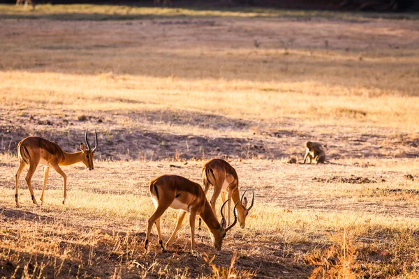 Vahşi Impala — Stok fotoğraf