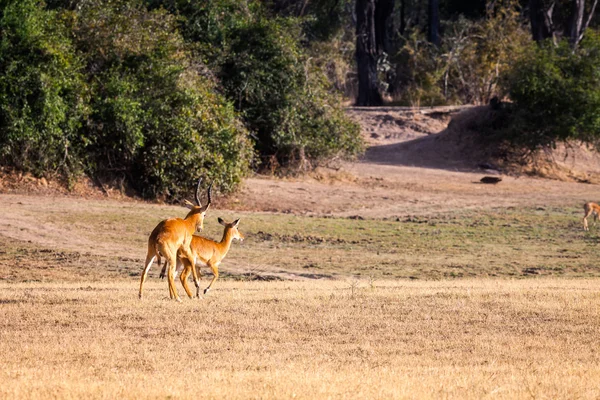 Wild impala — Stock Photo, Image