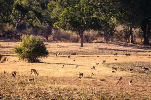 Vahşi Impala — Stok fotoğraf