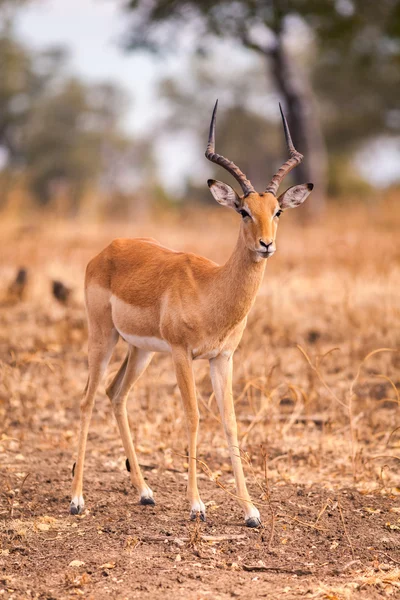 Divoká impala — Stock fotografie