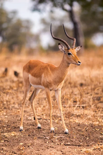 Vilda impala — Stockfoto