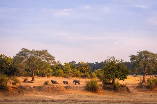Άγριων ελεφάντων — Φωτογραφία Αρχείου