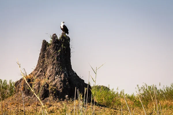 Wild eagle — Stock Photo, Image