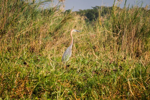 Wild african bird — Stock Photo, Image