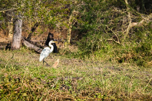 Дикая африканская птица — стоковое фото