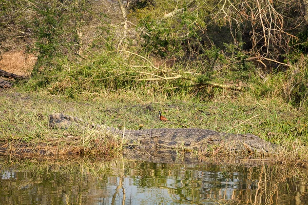 Vild krokodil — Stockfoto