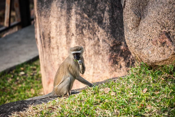 Divoké opice — Stock fotografie