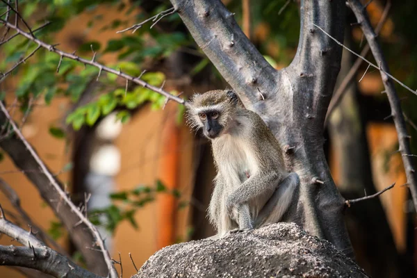 Macaco selvagem — Fotografia de Stock